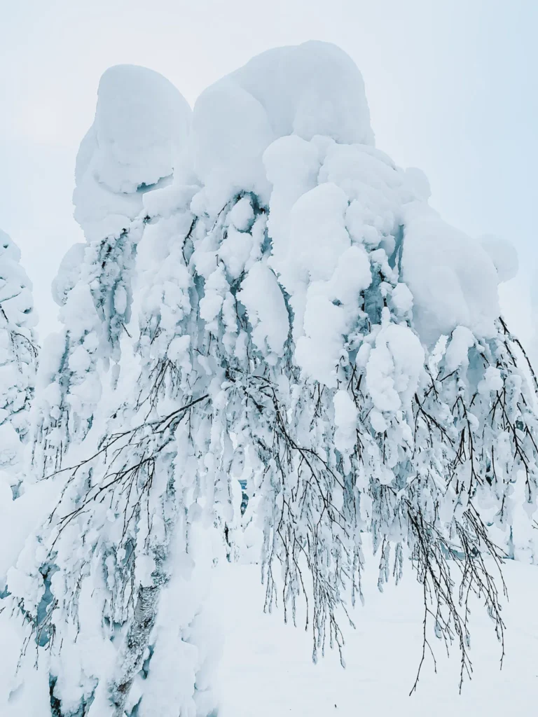 arbre sous un épais manteau de neige