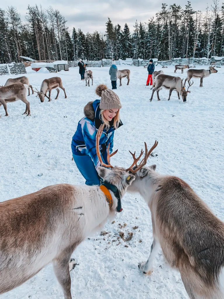 nourrir les rennes en finlande