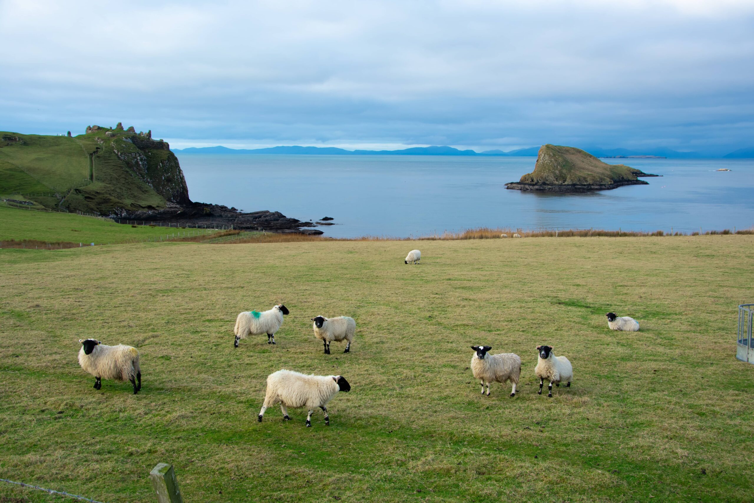 moutons Skye Island