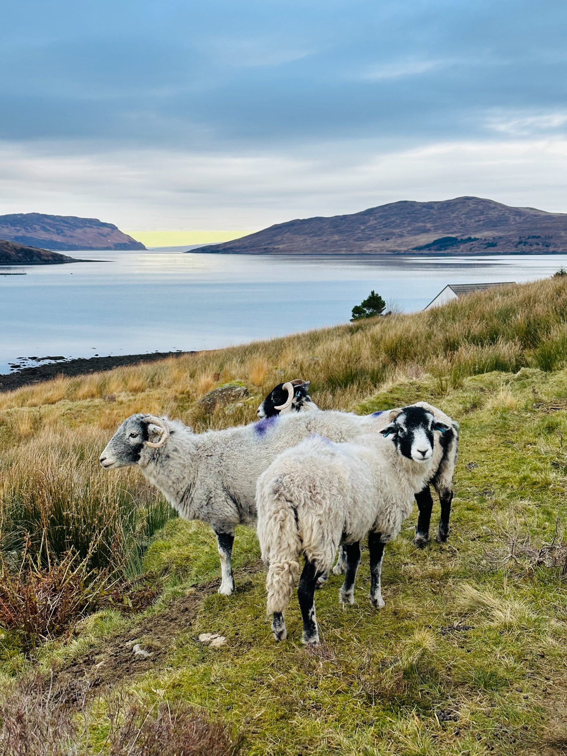 moutons Skye Island