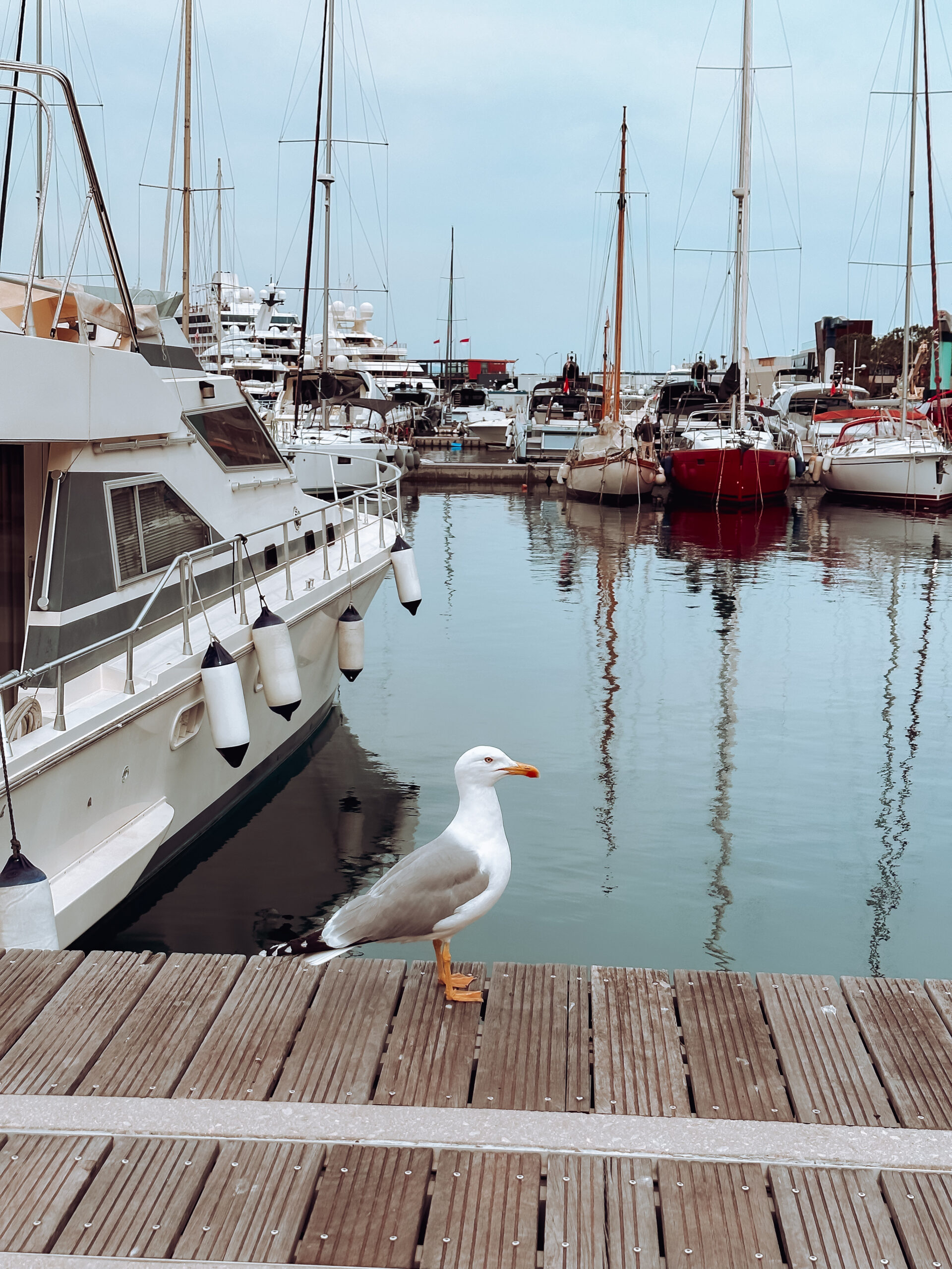 mouette