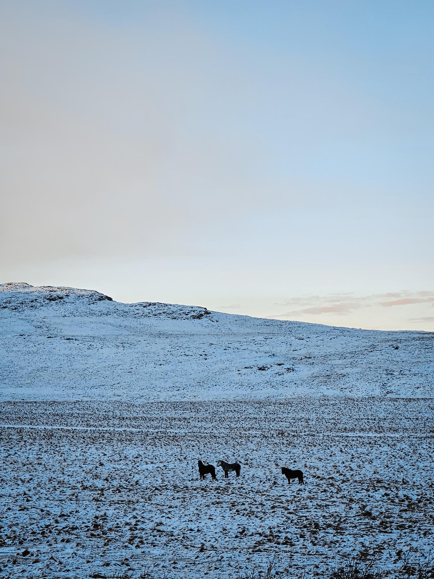 chevaux dans la neige