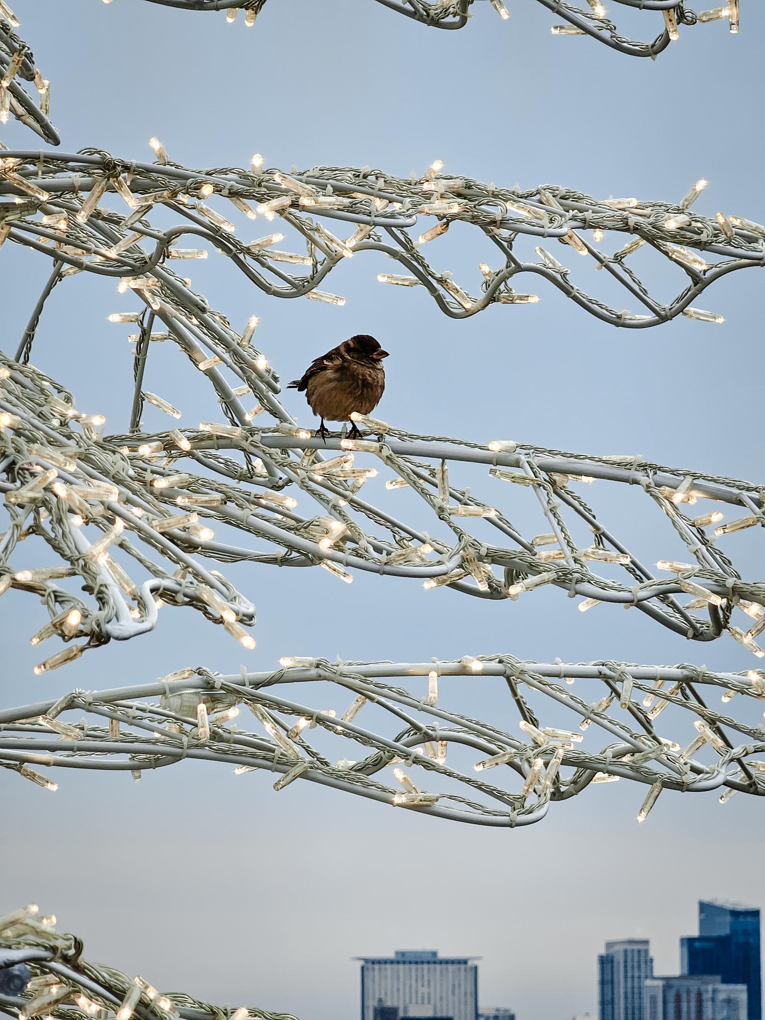 petit oiseau