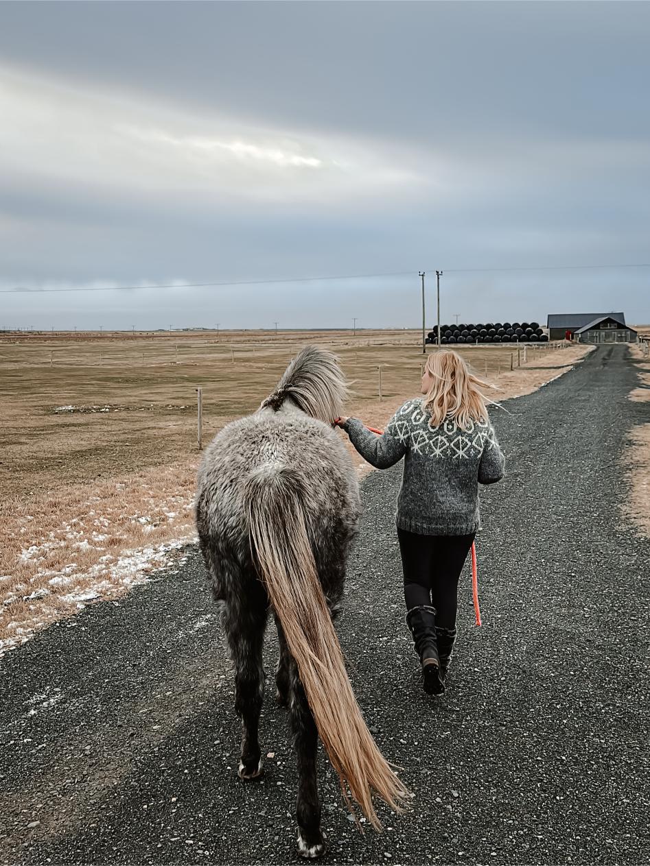 chevaux islandais