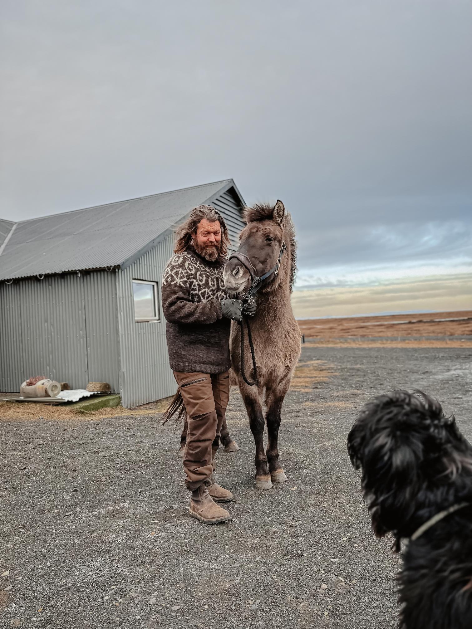 chevaux islandais