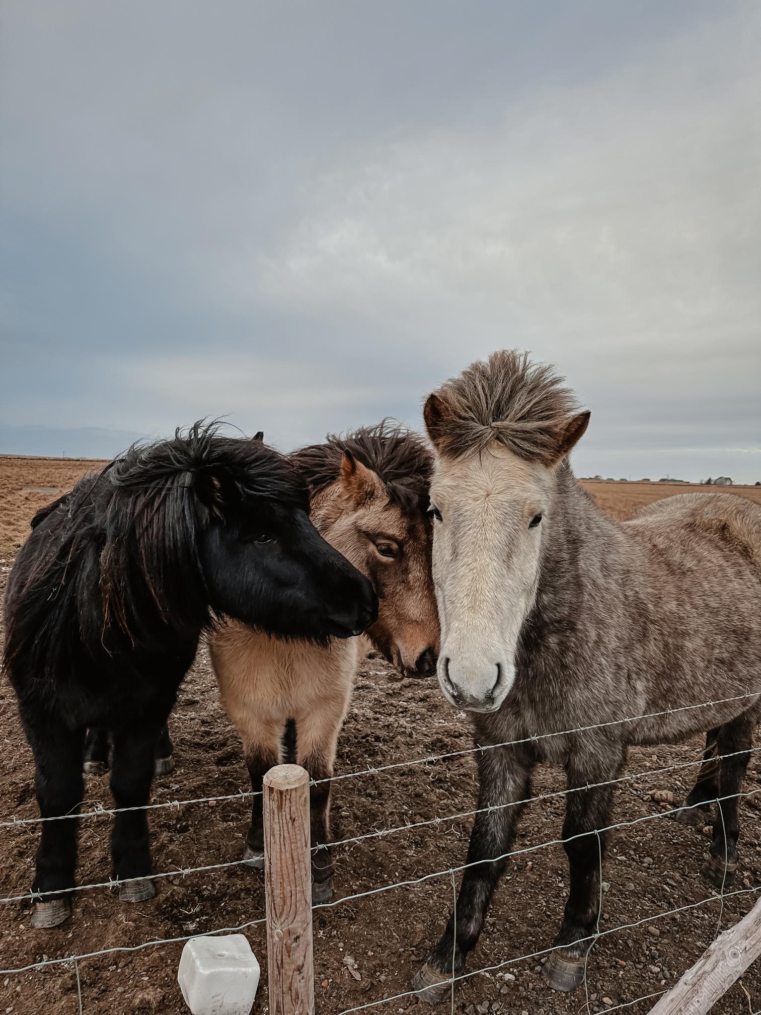 chevaux islandais