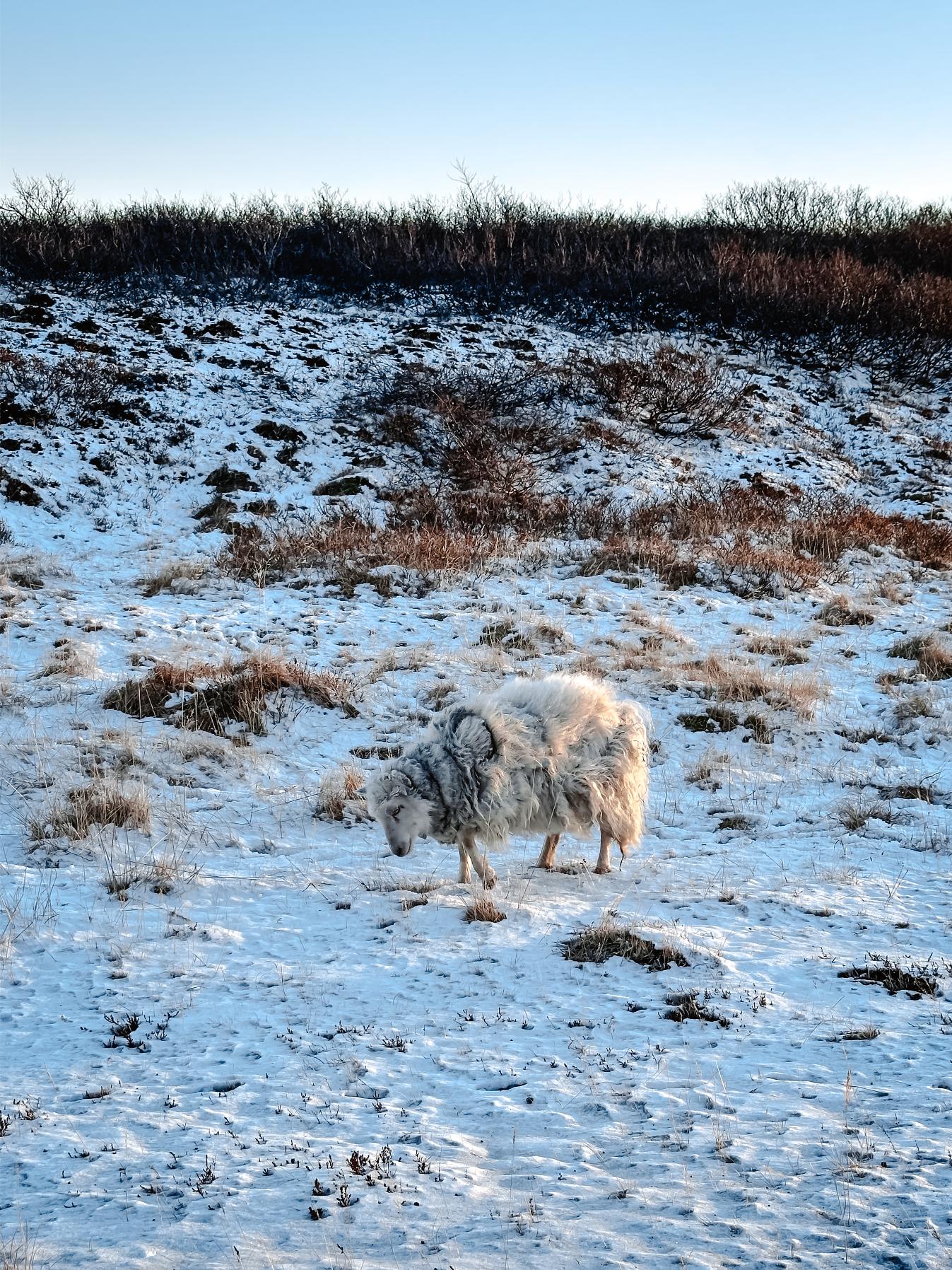 mouton dans la neige