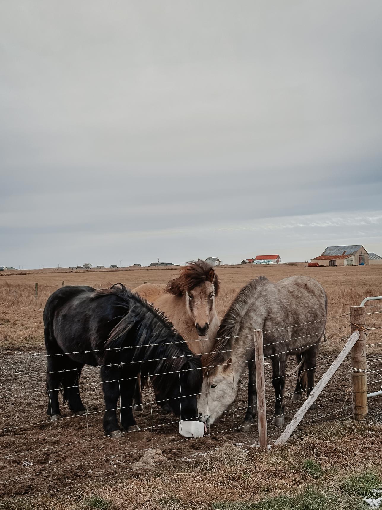 chevaux islandais