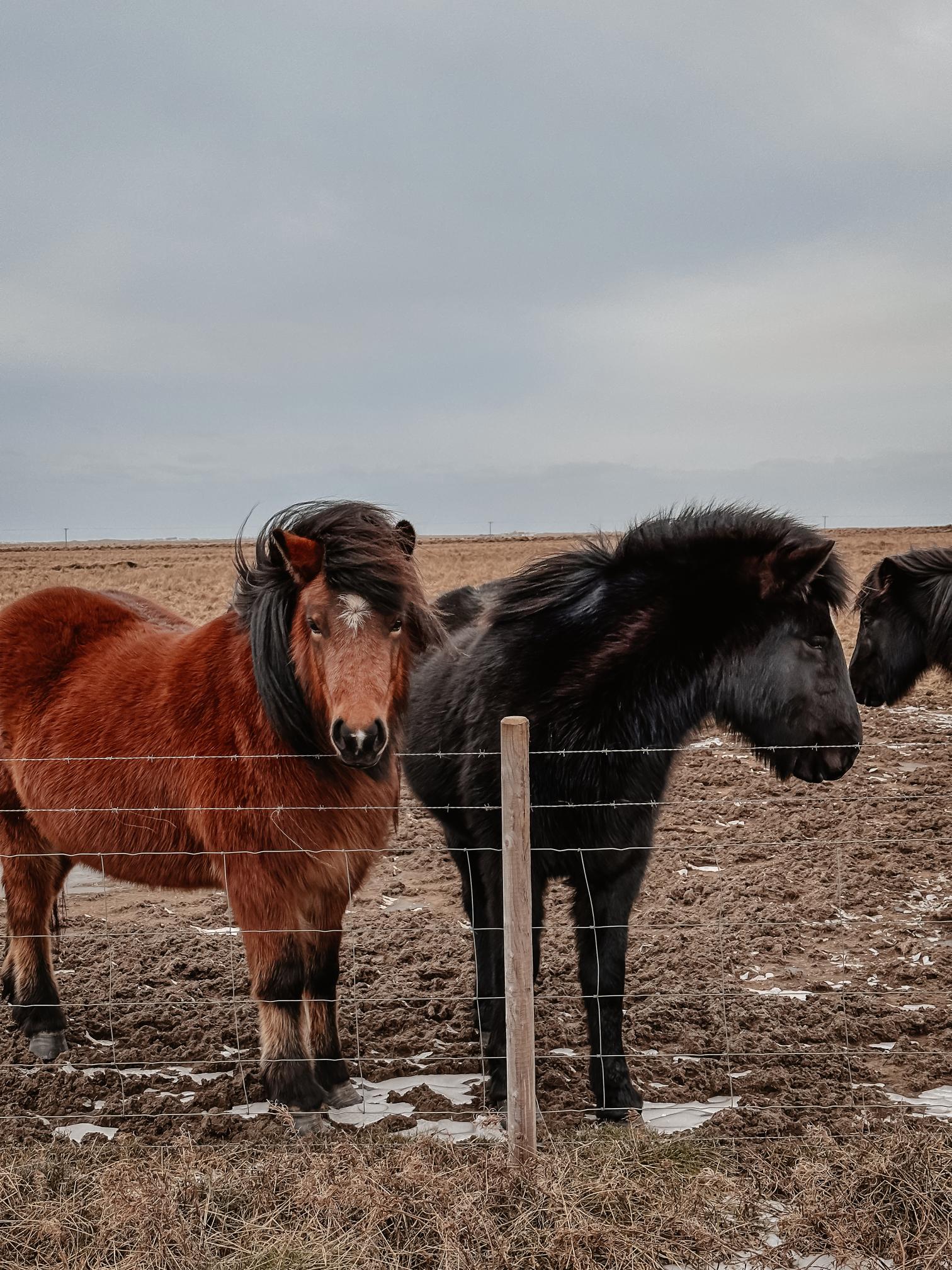 chevaux islandais