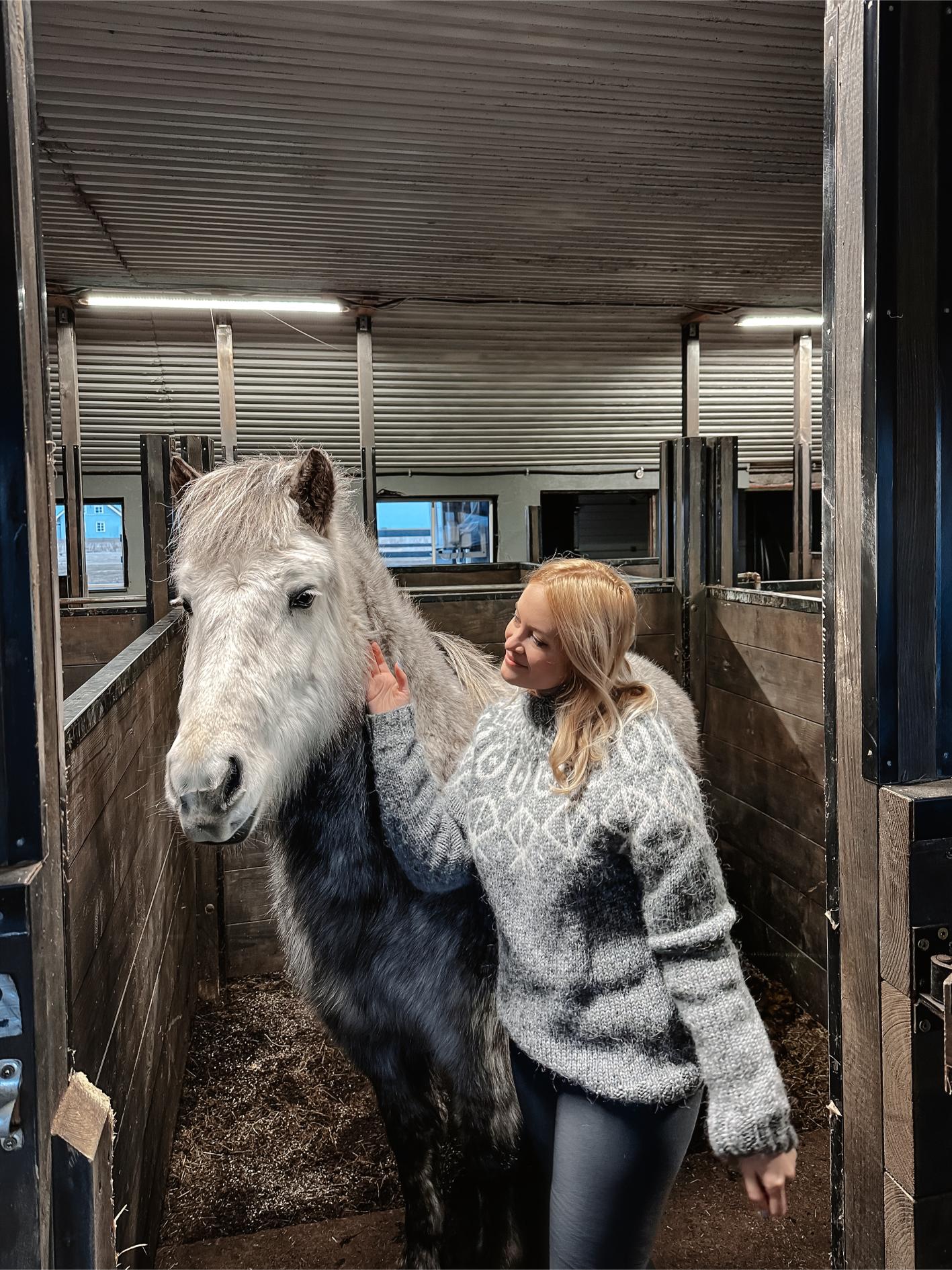 rencontre avec un cheval islandais