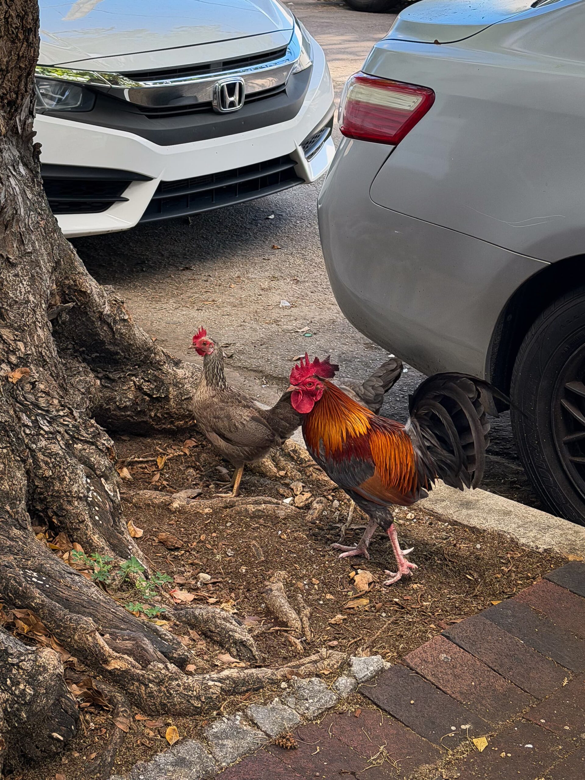 coqs dans la rue