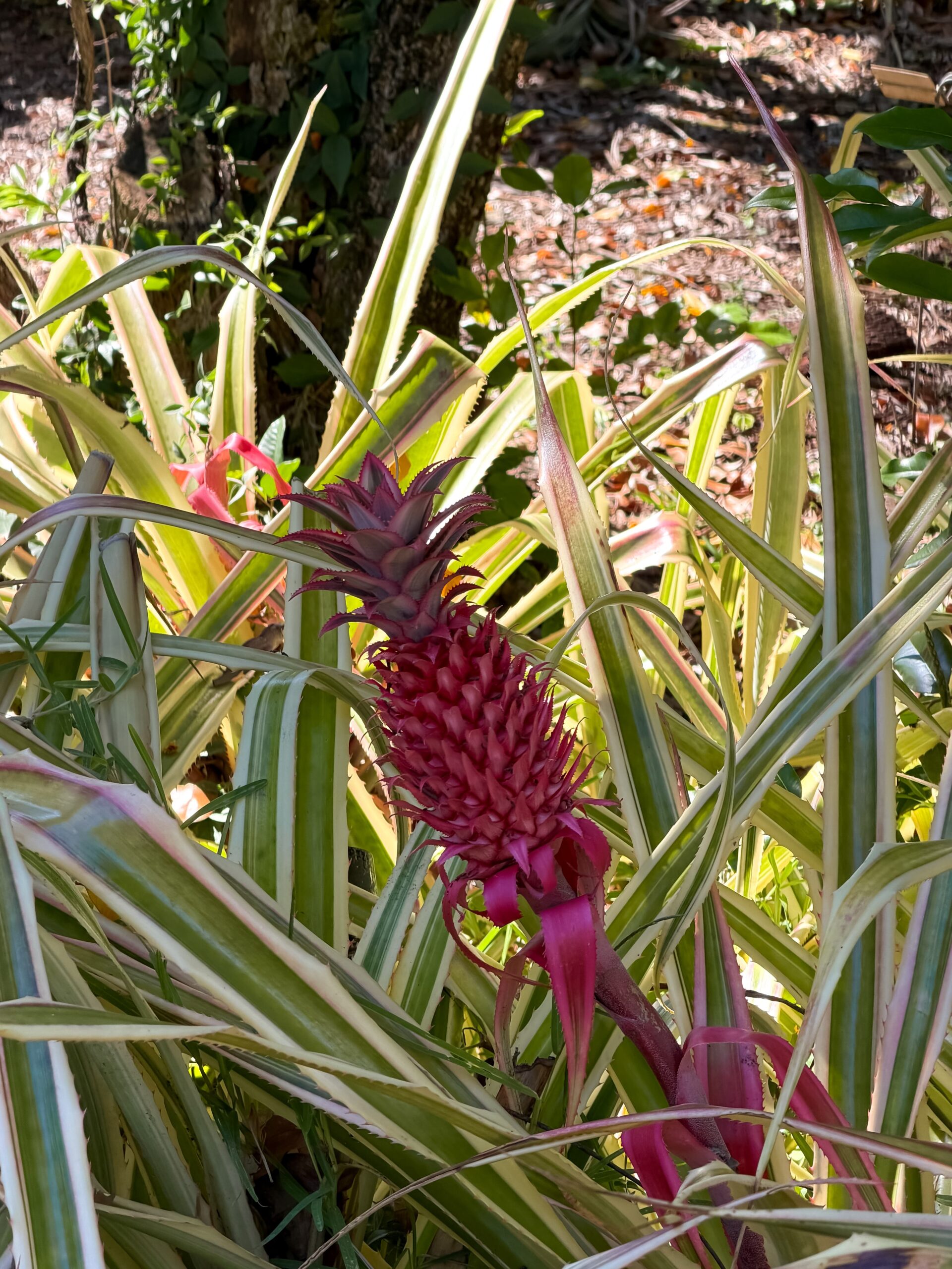 ananas rose